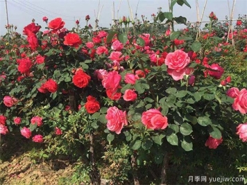 树状月季种植只需三招