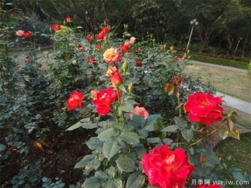 洛阳树状月季如何接穗，接穗条件是怎样的呢