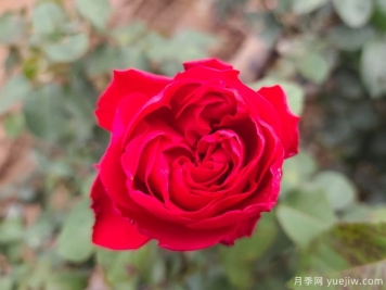 种植月季对土壤的最低标准是？