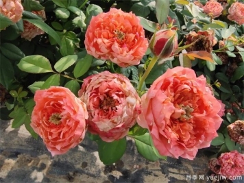 藤本月季怎样提高坐花率