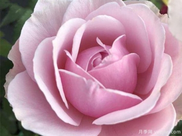 复古珊瑚月季M-Vintage Coral