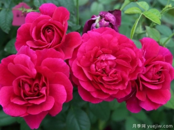 隐喻月季/寓言月季