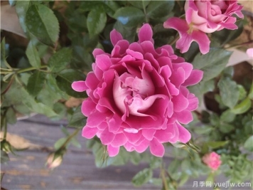 秋季月季花卉主要发生的病虫害