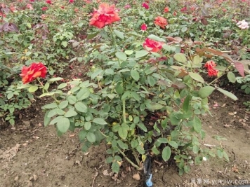 入秋绿化苗木养护要趁早