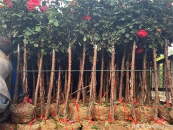 苗木分枝点要培养多高合适？