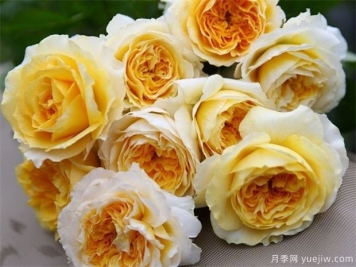 夏天半个月的雨对树状月季有何影响？