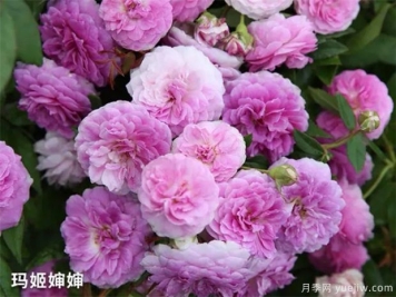 月季花的春季和夏季种植方法