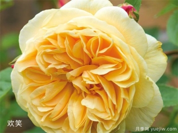 黄玫瑰的介绍，花语和栽培养护