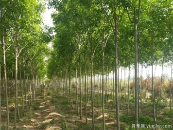 南阳常见的落叶乔木种类介绍