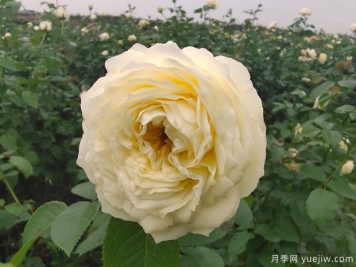 芽变金奖章月季优缺点是什么？