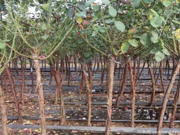 精品2公分月季树批发价