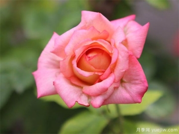 33朵玫瑰有哪些含义