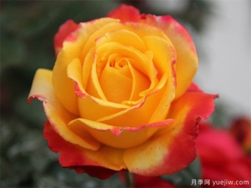 黄玫瑰花有什么含义