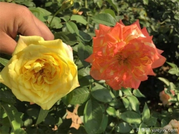 12朵玫瑰有什么含义