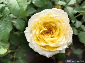 送哪些花表示道歉