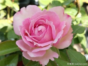 18岁生日送哪种花