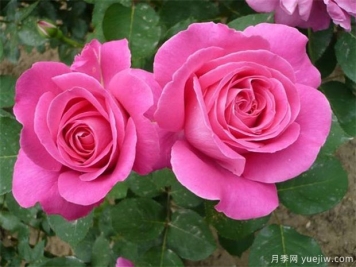 19朵粉红色月季有哪些含义