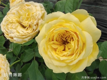 凯特琳娜玫瑰的花语