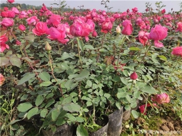 南阳月季花的盆栽方法