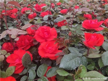 盆栽月季为什么室外越冬好？