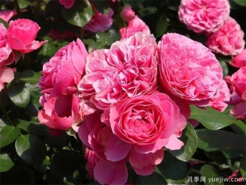 盆栽月季花如何修剪