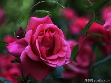 怎样使月季冬季开花？