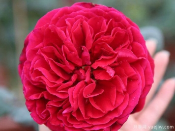 推荐3种月季，耐冷耐热花期长花量大抗病能力强