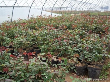 夏季管理盆花月季注意事项 冬季管理月季怎么做