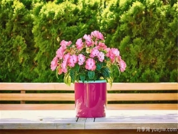 秋天不能修剪的七种花卉，容易剪掉花芽不开花！