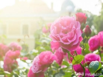 什么样的月季比较耐阴？教你最基本的选择技巧