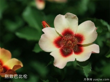 苗木打基础，“种、密、土、肥、水”要到位！