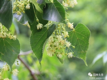 世界五大行道树种，作为苗木人你应当了解！