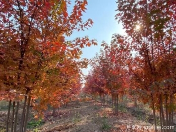拼栽丛生苗到底有没有市场？又怎样才能获利？