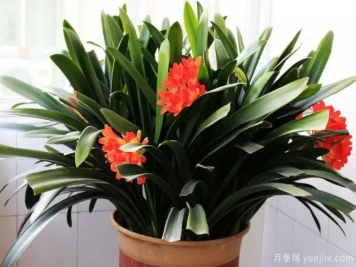 让君子兰快开生长的6个技巧