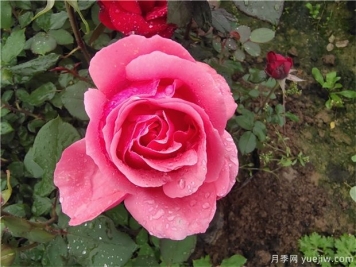 如何提高造林成活率，保证工程的成果