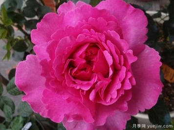 藤本伊芙伯爵月季/藤伯爵月季