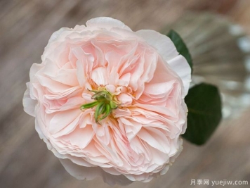 善举月季/慈善月季/切尔提月季(奥斯汀)