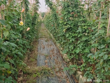植物设计师必须知道的50个苗木知识点