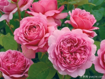 推荐6款月季，高贵典雅的花名让人过目不忘