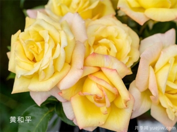 关于月季种植的29条冷知识