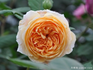 花卉养护施肥办法和注意事项