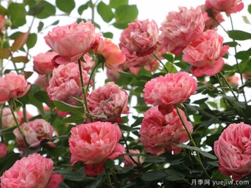 推荐2个藤本月季，粗放管理四季开花不断
