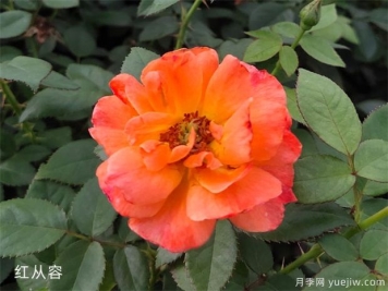 抢手的国月--红从容月季