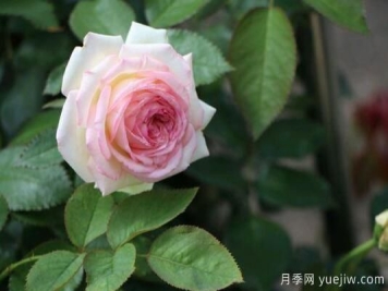 通过4点做好月季花期护理，你的月季花才能越开越好