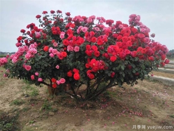月季花苞到开花要多久？影响因素是什么