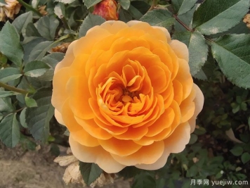 8种月季超适合新手种植，花量大还抗病！