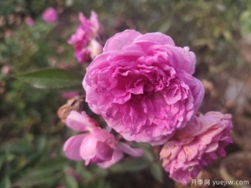 灌木月季和丰花月季的区别？微月抗病好品种玛姬婶婶