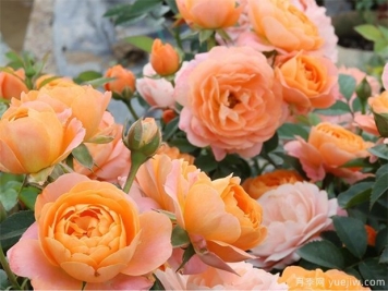 丰花月季的养殖方法有哪些？