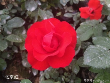 养花怎样调节光照？