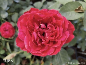 切花月季花栽培技术